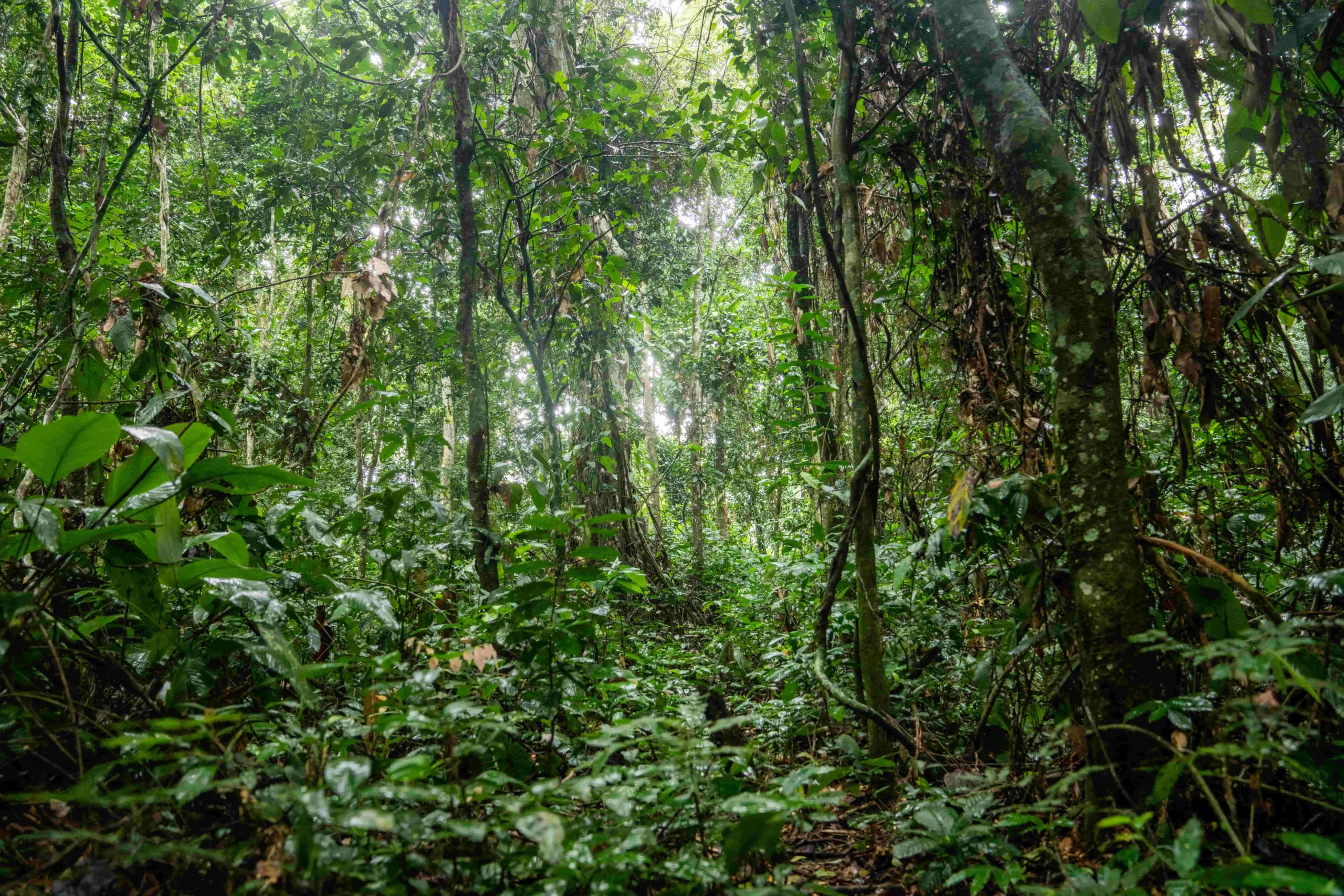 ></noscript>300,000 hectares of forest protected