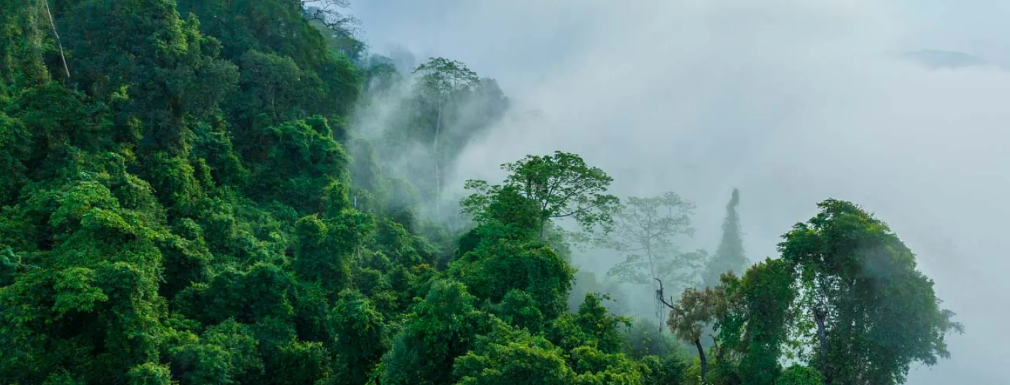 How Does REDD+ Work Everland