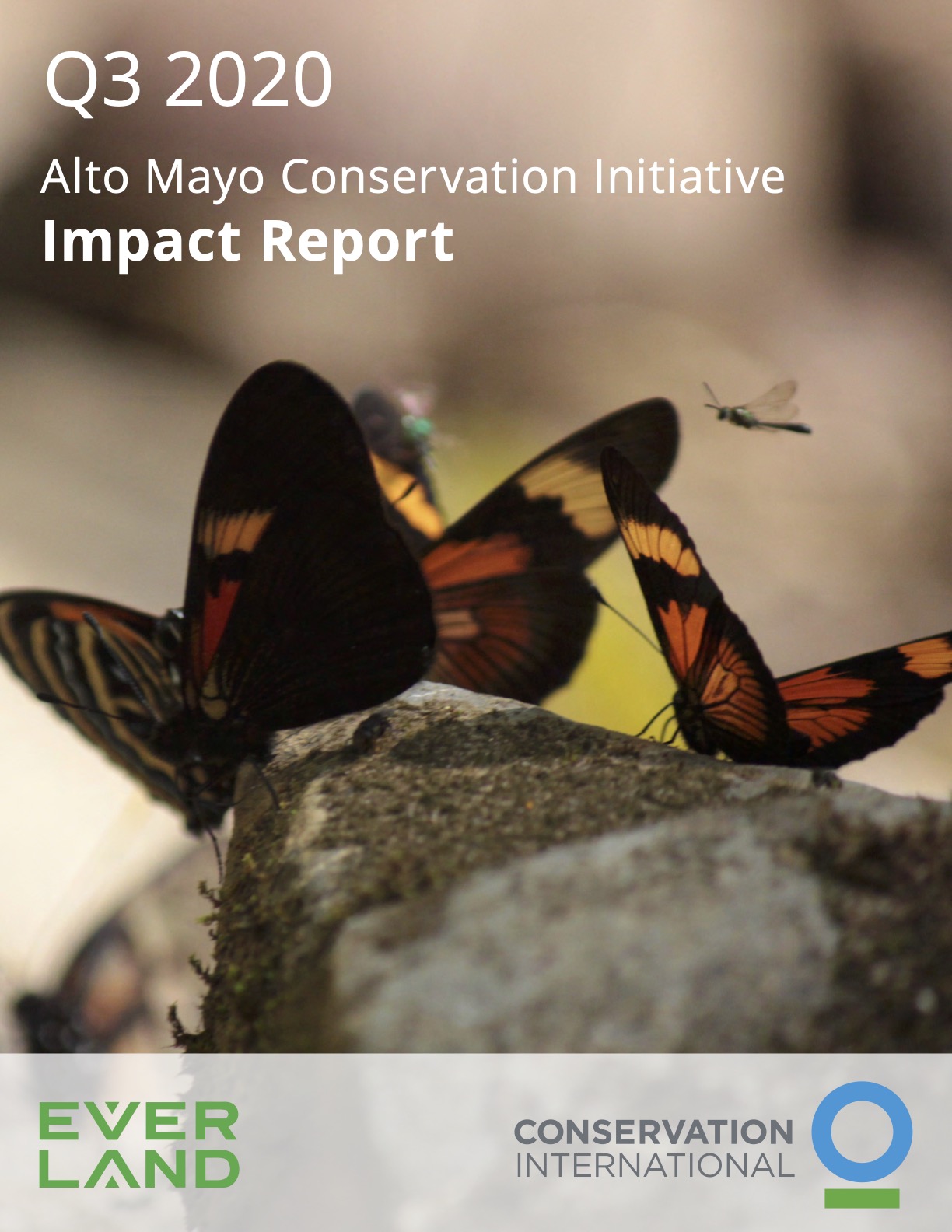 Alto Mayo Impact Report Q3 2020