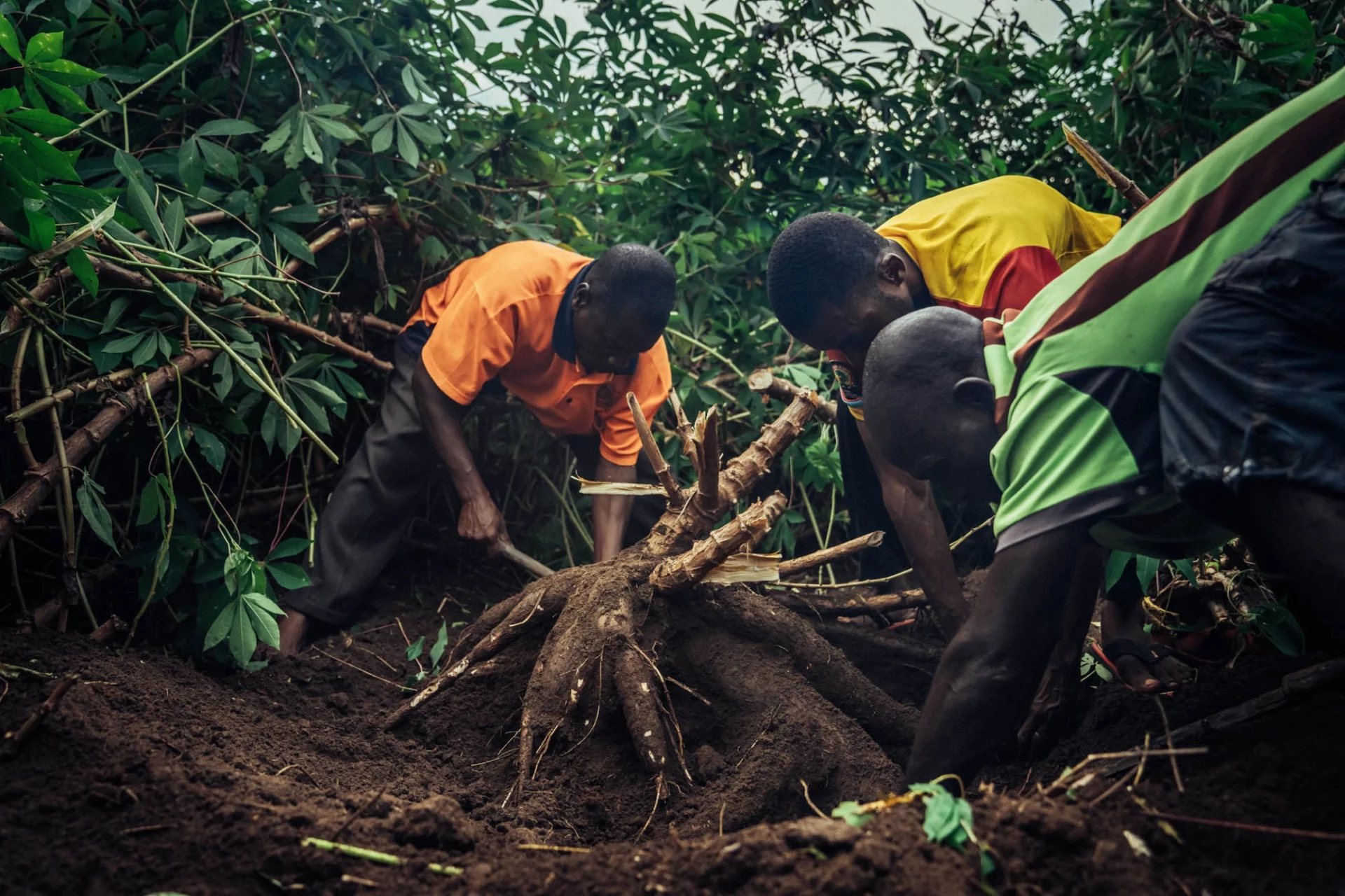 New cassava variety offers food security for local communities