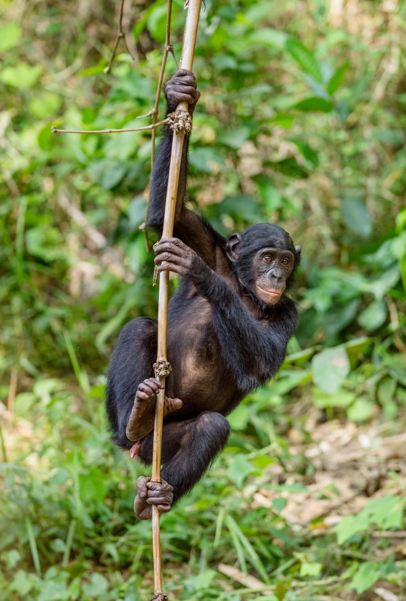 The Endangered Bonobos are returning to the region as a result of reduced poaching