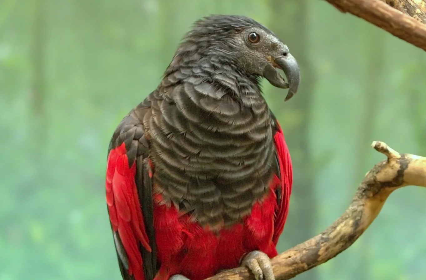Pesquet’s parrot