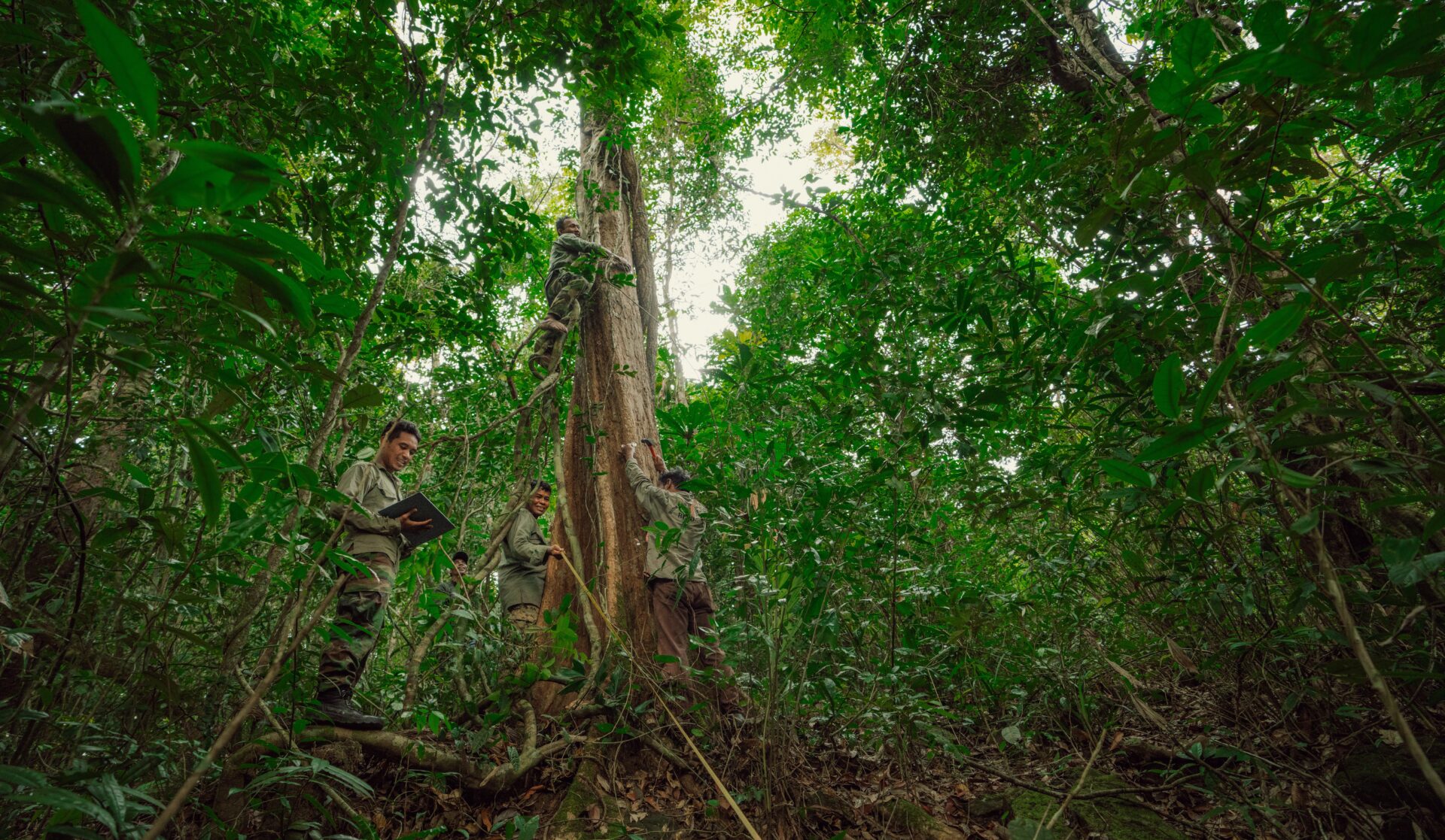 New analysis reveals just how effective REDD+ is