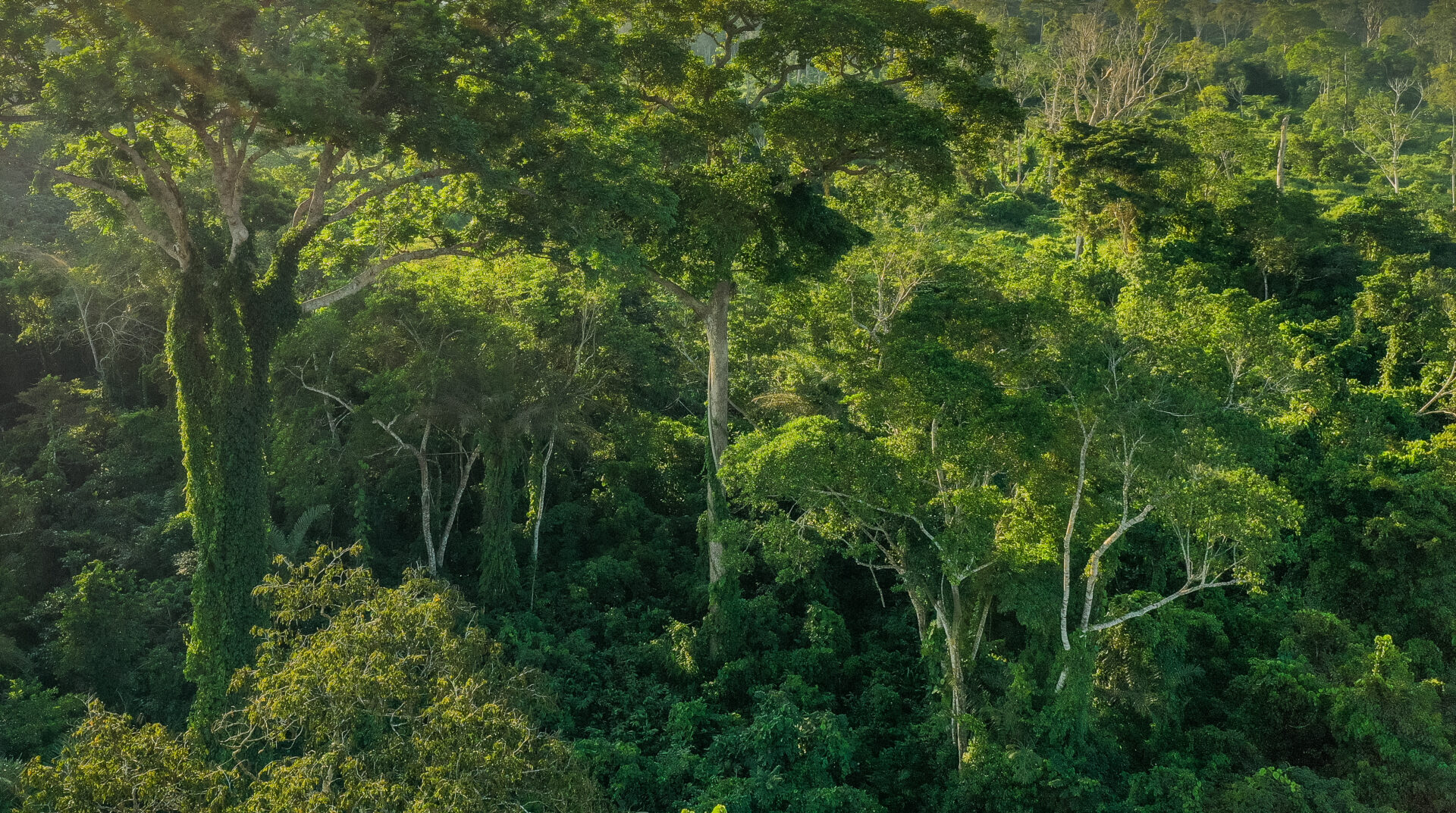 Equitable Earth: Putting Indigenous Peoples and Local Communities at the Heart of the Forest Carbon Market