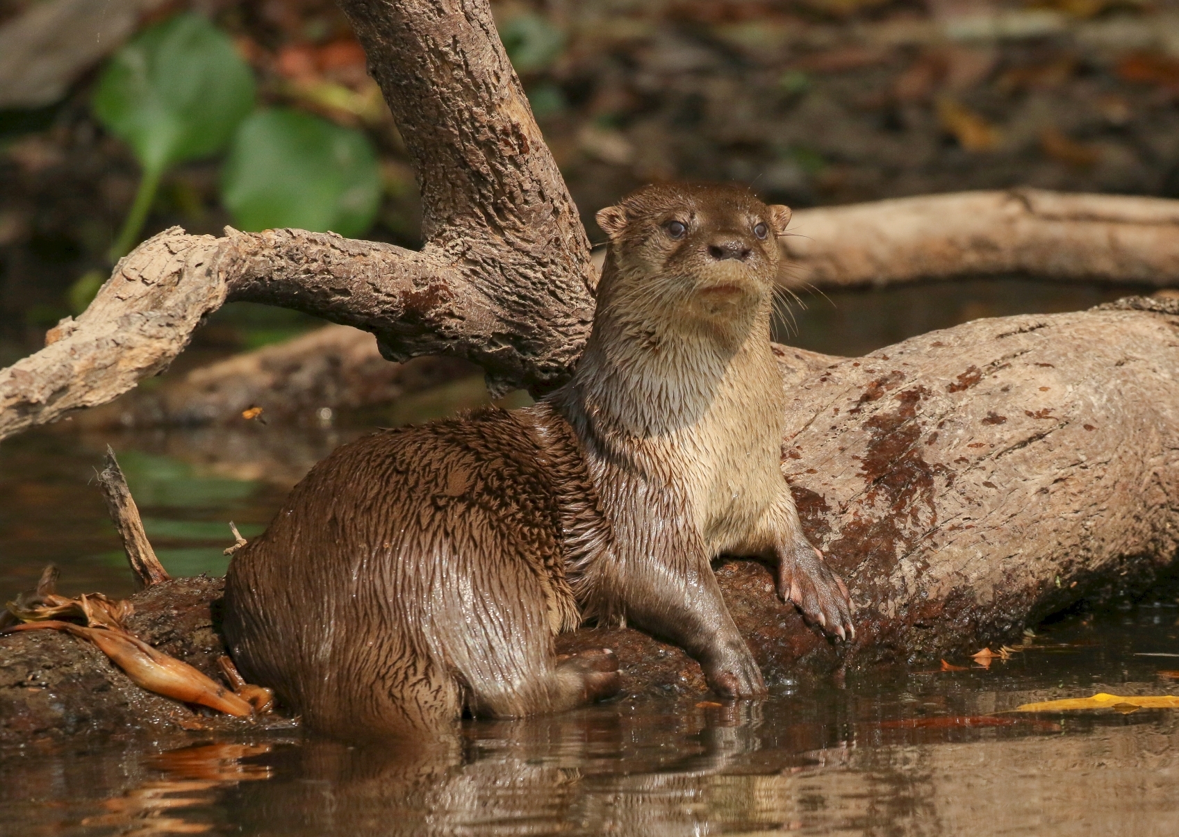 Neotropical otter | Everland